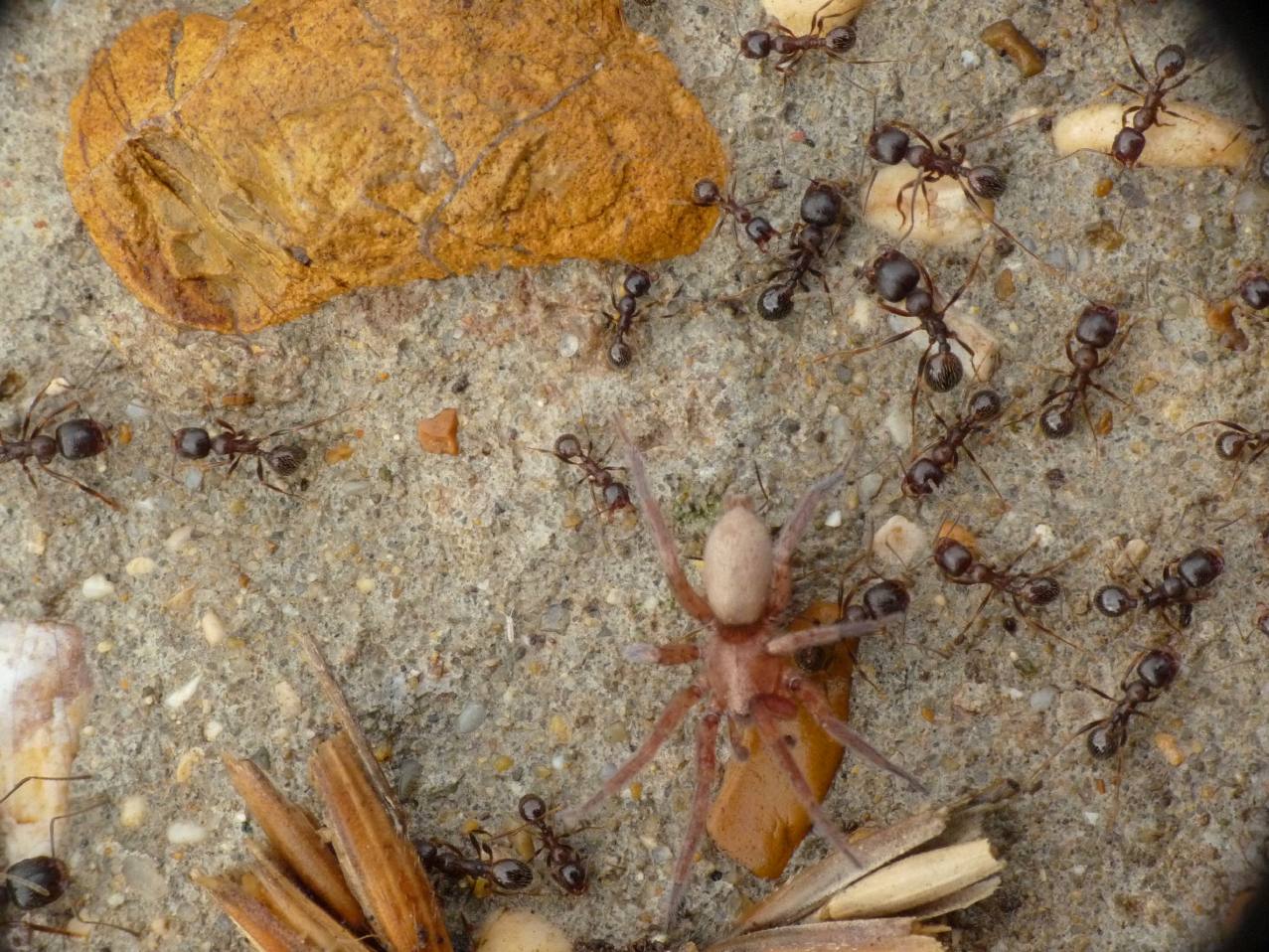 Ragni e formiche